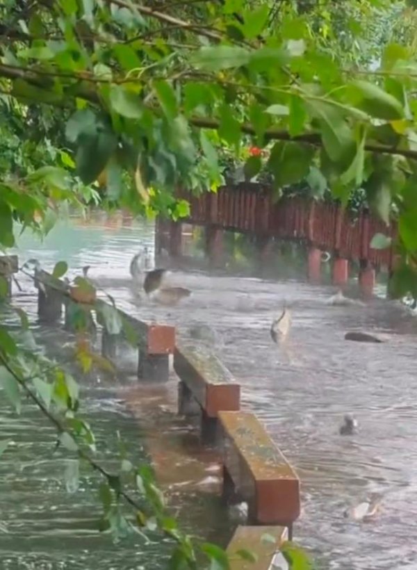 配资股票论坛 长沙大雨后大鱼跳上公园栈道 湖水漫过引发捡鱼热潮