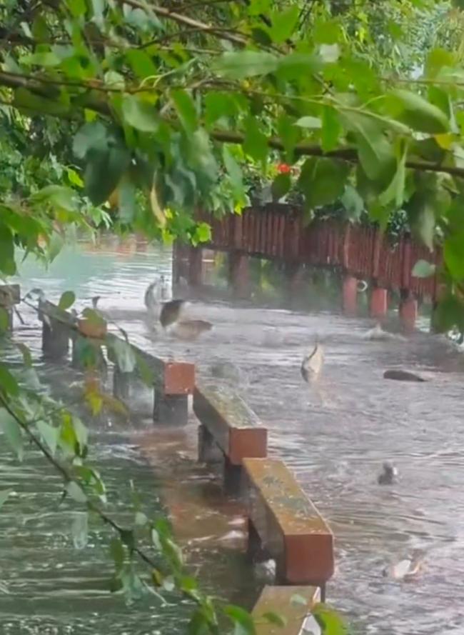 长沙大雨后大鱼跳上公园栈道